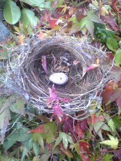 モミジにかけられていた鳥の巣