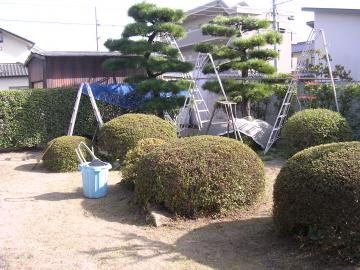 剪定中の二本松