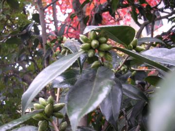 ツバキの蕾だんご状