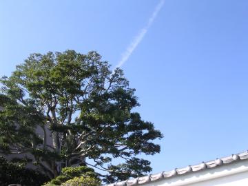 クロガネモチに飛行機雲