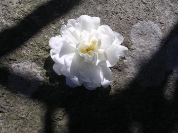 白の八重のサザンカの花