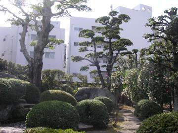 池の庭、そびえ立つクロガネモチ