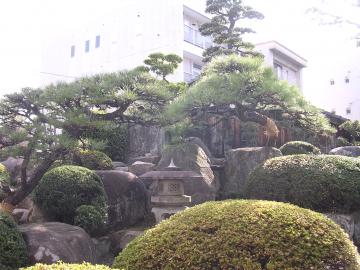 池の庭，滝口てっぺんのウバメガシ