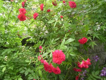 庭のバラ2011