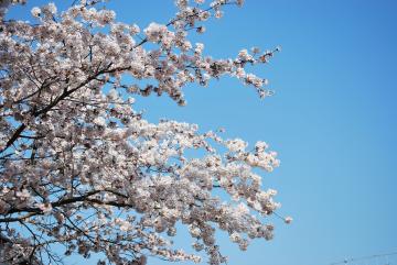 ２０１２年　桜　満開