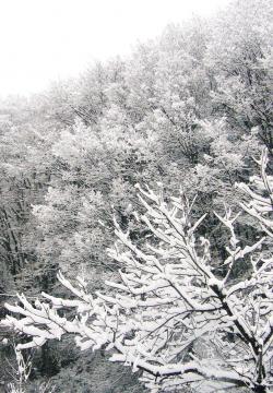 雪と樹