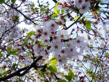 桜in鎌倉