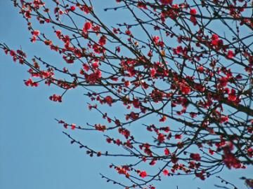 クリスマスから開花する紅梅