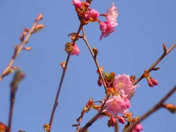 河津桜