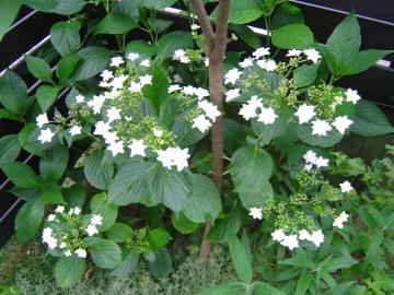 墨田の花火