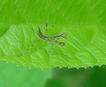 チビカマキリ