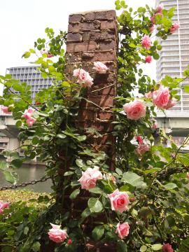 花嫁　中之島バラ園