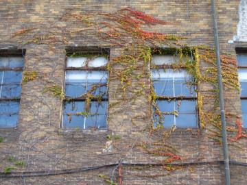 レンガの外壁のツタも秋枯れ色