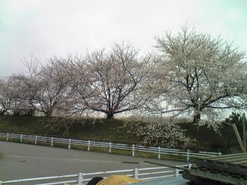 堤防の桜
