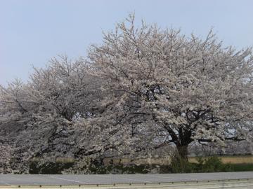 堤防桜　満開