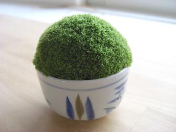 苔鉢