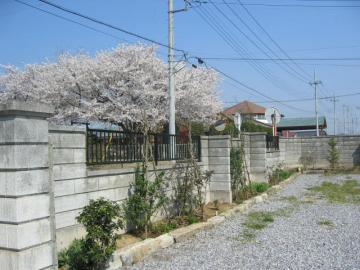 隣の幼稚園の桜！！　うーん　綺麗