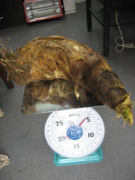 筍5kg