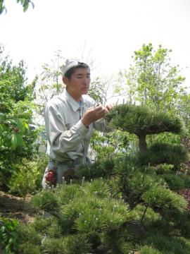 剪定の様子