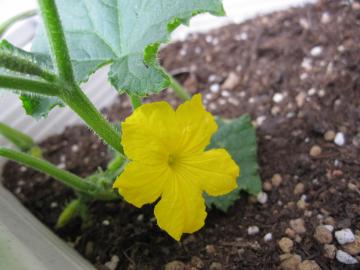 きゅうりの花