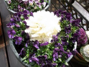 白い葉牡丹と紫のビオラ
