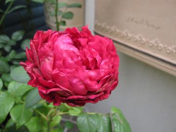 バラ | 札幌 マイガーデンの庭人（にわんちゅ）ブログ
