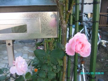 2011/11/25/entrancerose