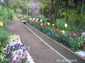 2011/4/   tulips at backyard