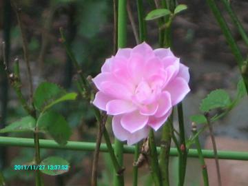 2011/11/27/pinkrose at backyard