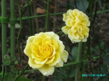 2011/11/27/yellowroses at backyard