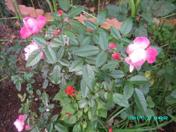pinkroses at backyard