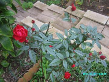 2011/11/27/redroses at backyard