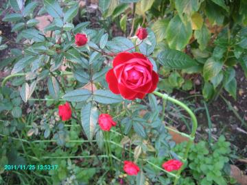 2011/11/25/redroses at backyard