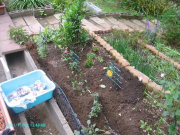 2011/11/28/planting tulips a
