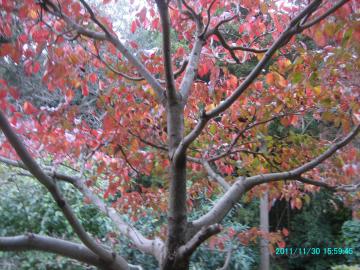2011/11/30/hanamizuki autumn leaves2