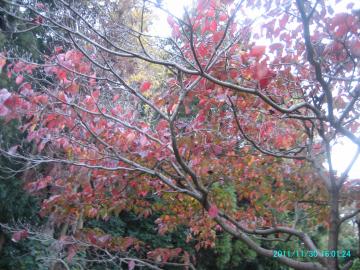 2011/11/30/hanamizuki autumn leaves3