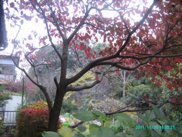 2011/11/30/hanamizuki autumn leaves5