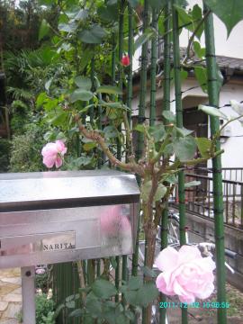 2011/12/2/roses by post 2