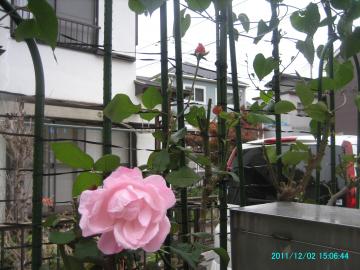 2011/12/2/roses by post 4