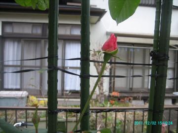 2011/12/2/roses by post 5