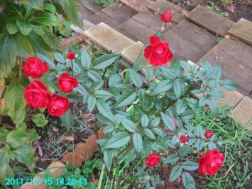 2011/12/15/rose at backyard