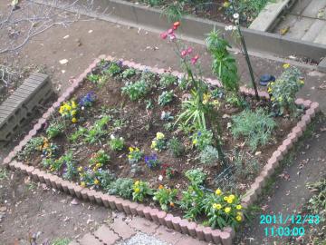20111223flowerbed at backyard