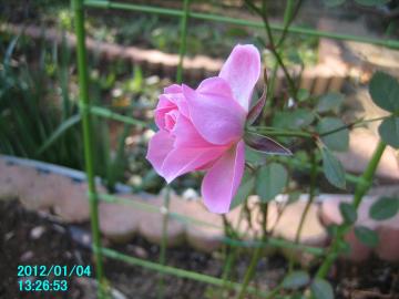 pinkrose4