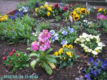 flowerbed