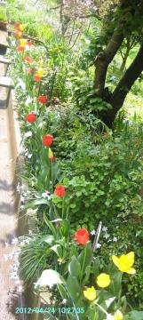 tulips0424a