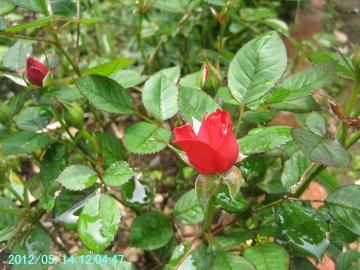 mini red roses
