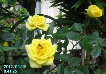 beeonyellowrose1