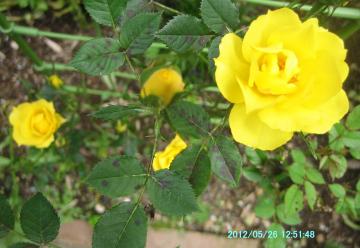 yellowrose2