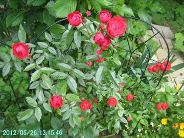 red polyantha