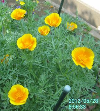 california poppy1